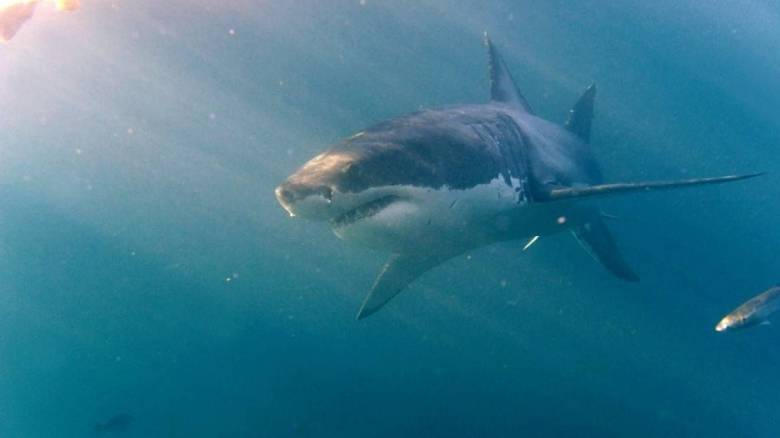 Ισραήλ: Κολυμβητής αγνοείται έπειτα από επίθεση καρχαρία