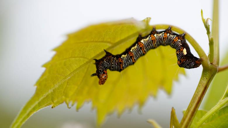 Πώς αντιδρούν οι κάμπιες όταν απειλείται το «σπίτι» τους
