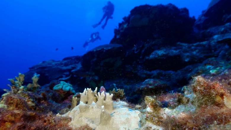 «Ξεθωριάζει» το 84% των κοραλλιογενών υφάλων - «SOS» για τα τροπικά δάση των ωκεανών