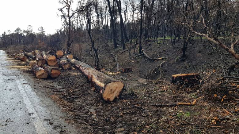 Θεσσαλονίκη: Παράνομη υλοτομία στο δάσος της Αρέθουσας - Στη φυλακή 69χρονος