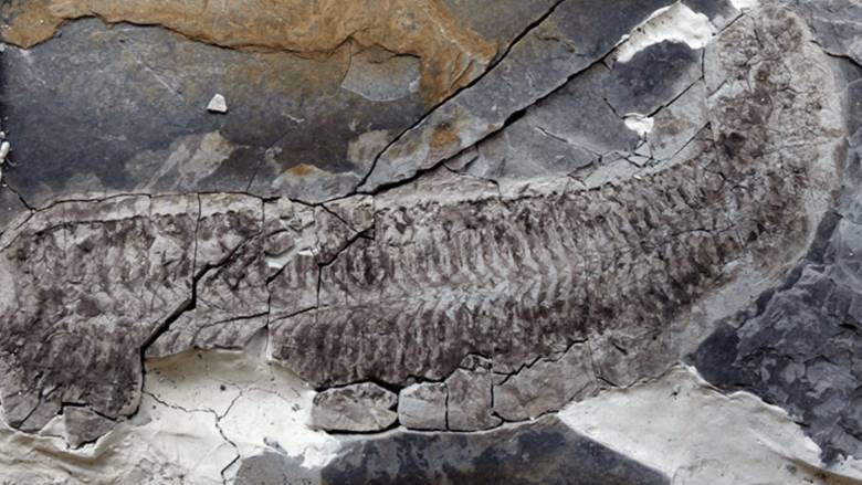 Το μυστήριο «ανάποδου» απολιθώματος 444 εκατ. ετών – Το περίβλημα χάθηκε, τα σπλάχνα είναι άθικτα