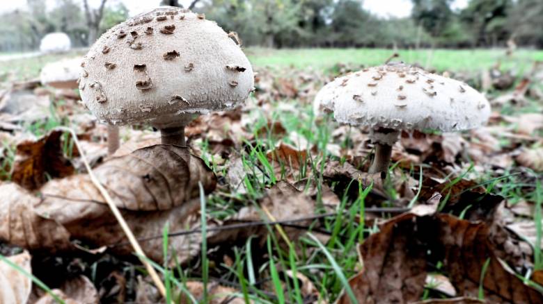 Αυστραλία: Ξεκίνησε η δίκη της γυναίκας που δολοφόνησε τρεις ηλικιωμένους με δηλητηριώδη μανιτάρια