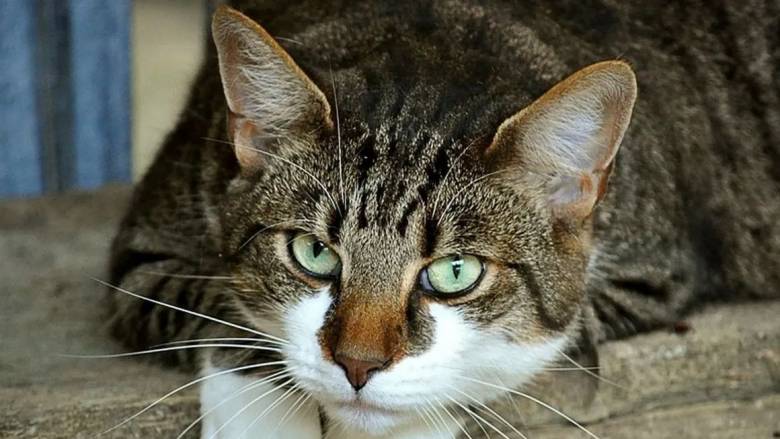 Εφτάψυχη γάτα: Επέζησε από πτώση σε φαράγγι 115 μέτρων  - Οι ιδιοκτήτες της σκοτώθηκαν