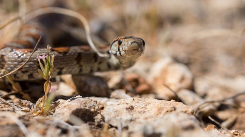 Λαμία: Φίδι δάγκωσε ηλικιωμένο - Η σωτήρια επέμβαση συνεργείου της ΔΕΔΔΗΕ