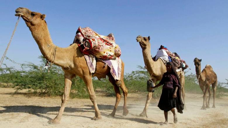 Η μοναδική έρημος στον κόσμο που πρασινίζει σταθερά – Οι επιστήμονες βρήκαν το γιατί