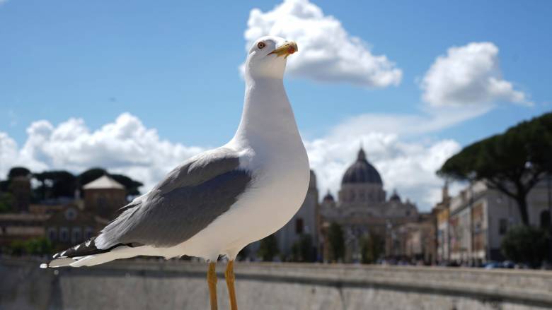 Οι γλάροι του Βατικανού έχουν κλέψει την παράσταση της εκλογής νέου Πάπα