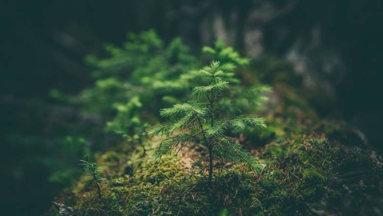 Η Γη «ανασαίνει» ξανά - Δορυφορικές εικόνες δείχνουν την εντυπωσιακή αύξηση της βλάστησης