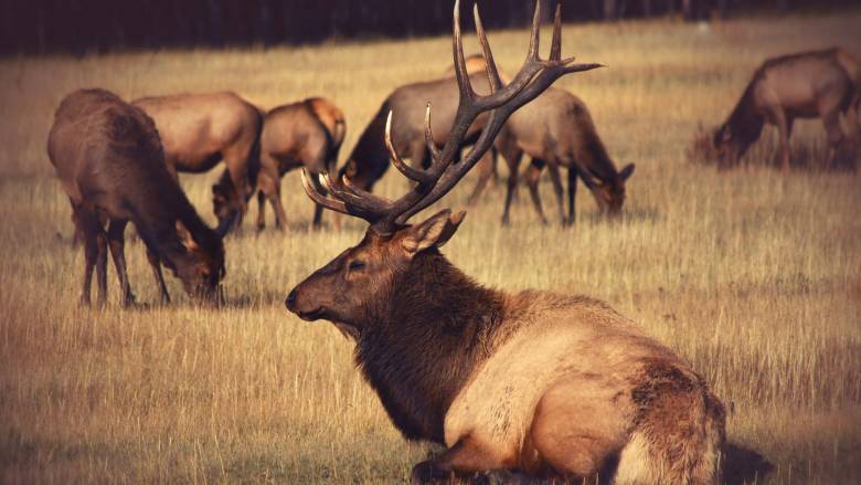 Εξαφανισμένα ελάφια αναγεννώνται μετά από 3.000 χρόνια - Τι ρόλο διαδραματίζουν οι κάστορες