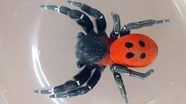 Σπάνιο είδος αράχνης - πασχαλίτσας εμφανίστηκε στους Μύλους Αργολίδας