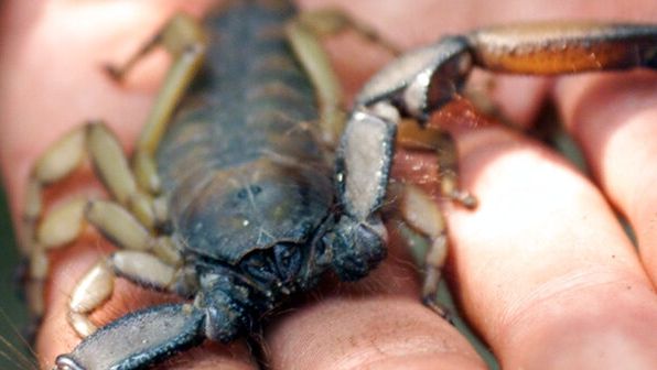 Τρίκαλα: Στο νοσοκομείο υπάλληλος ύστερα από τσίμπημα σκορπιού