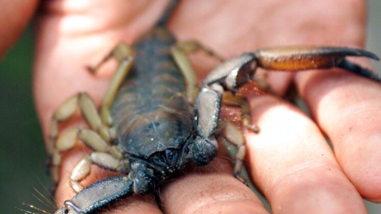 Στο έλεος των σκορπιών η Βραζιλία - Ξεπέρασαν τα 1,1 εκατομμύρια τα τσιμπήματα