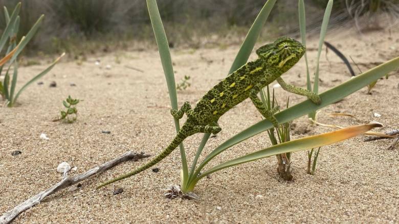 Αισιόδοξα νέα για τον αφρικανικό χαμαιλέοντα στην Πελοπόννησο - Επανήλθε μετά από 11 χρόνια