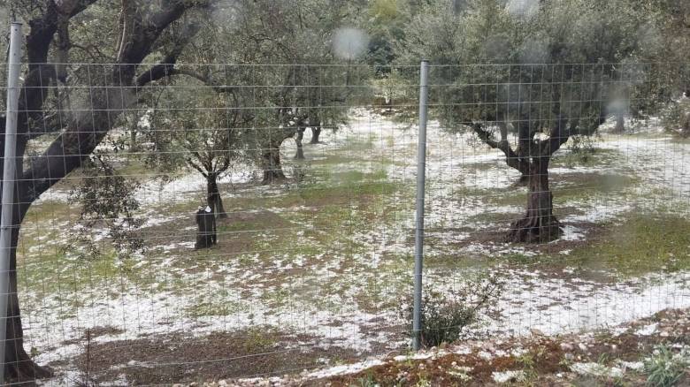 Έντονη χαλαζόπτωση στη Χαλκιδική - Εκτεταμένες καταστροφές σε ελαιώνες στα ορεινά