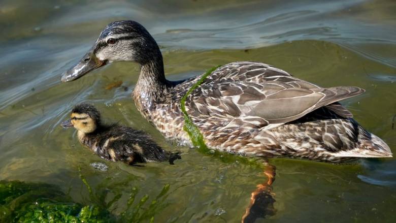 Ελβετία: Πάπια καταγράφηκε από κάμερα να σπάει το... όριο ταχύτητας - Εξετάζουν αν το έχει ξανακάνει