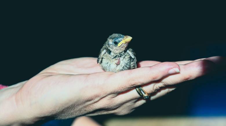 ΑΝΙΜΑ: Τι πρέπει να κάνουμε αν βρούμε νεοσσό - Αναλυτικές οδηγίες ανά είδος πτηνού