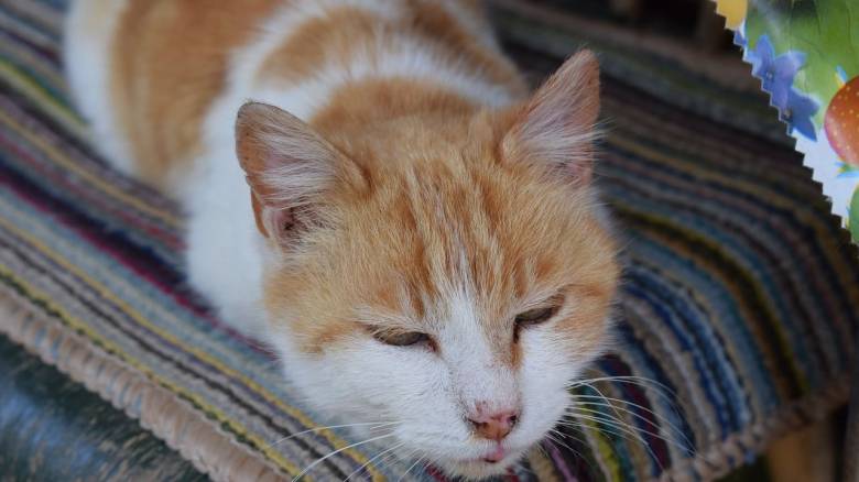 Λύθηκε το μυστήριο δεκαετιών για τις τζίντζερ γάτες: Γιατί έχουν κοκκινωπό τρίχωμα