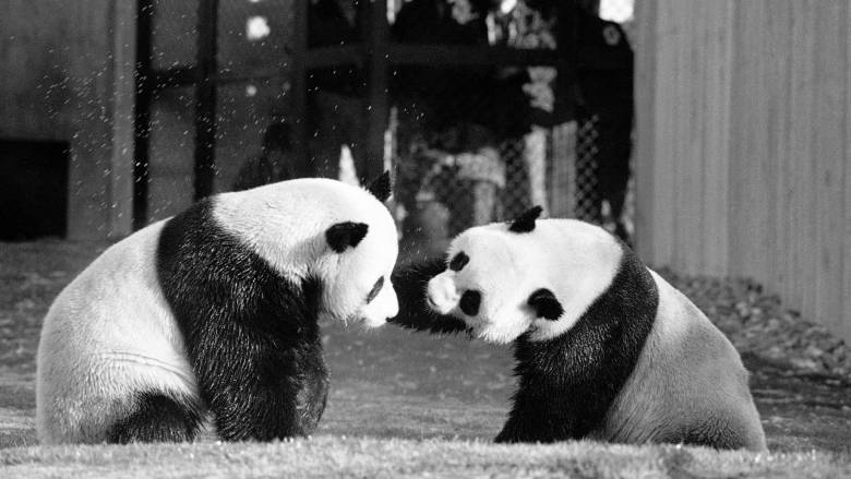 Λιοντάρια, πάντα, ξύστρες και τώρα αεροπλάνο: Τα ακριβά και περίεργα δώρα προς Αμερικανούς προέδρους