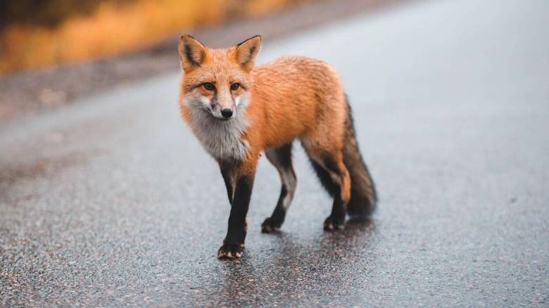 ΑΝΙΜΑ: Πότε μια αλεπού χρειάζεται βοήθεια - Αναλυτικές οδηγίες για την περίθαλψή της