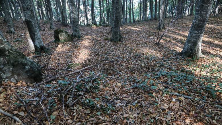 Τραγωδία στην Ευρυτανία: Νεκρός δασεργάτης που καταπλακώθηκε από έλατο