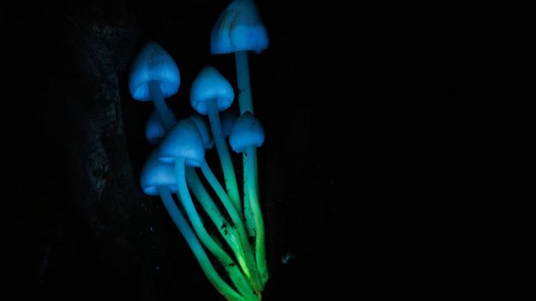 Όλα τα ζωντανά όντα εκπέμπουν μια λάμψη που εξαφανίζεται όταν πεθαίνουν, υποστηρίζει νέα μελέτη