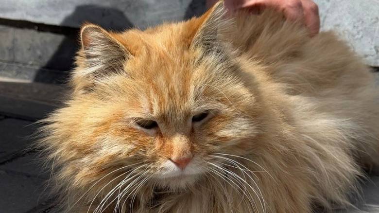 Γιορτή Υιοθεσίας Γάτας στο Δημοτικό Κτηνιατρείο Αθηνών