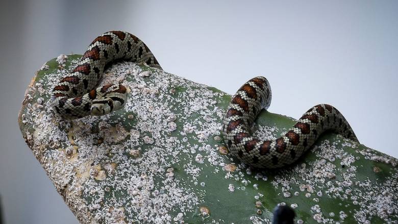 Εσπευσμένα στο Νοσοκομείο Βόλου 19χρονος μετά από τσίμπημα οχιάς