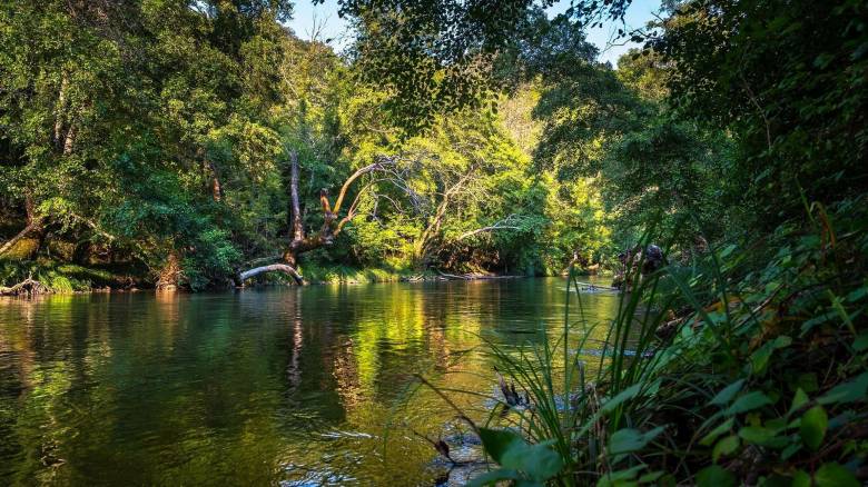 Σε επίπεδο ρεκόρ έφτασε πέρυσι η καταστροφή των τροπικών δασών