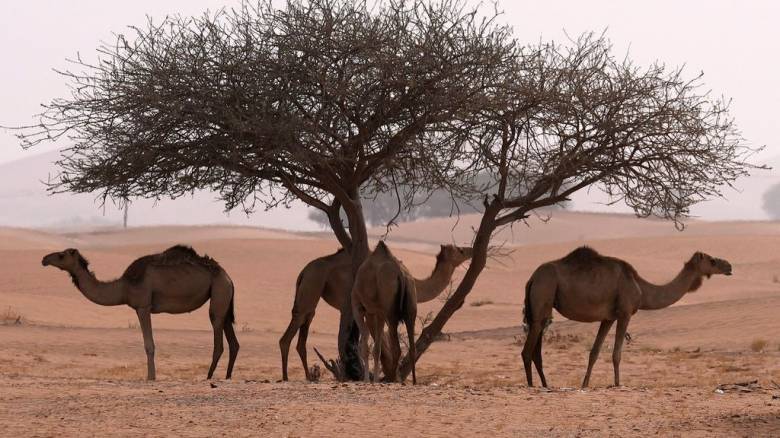 Ρεκόρ θερμοκρασίας τον Μάιο με 50,4 βαθμούς Κελσίου στα Ηνωμένα Αραβικά Εμιράτα