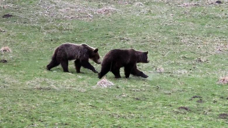 Κρέας αρκούδας θα διατίθεται προς πώληση στη Σλοβακία