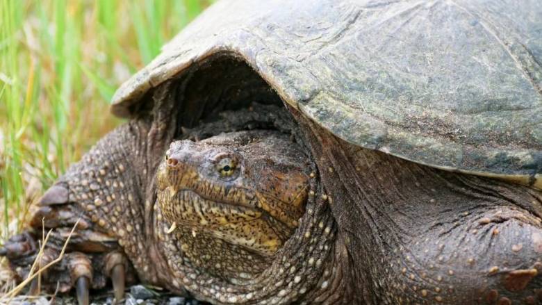 Βρετανία: Σε απελπισία γυναίκα που έχασε την χελώνα της στη Βρετανία - Ζουν μαζί 43 χρόνια