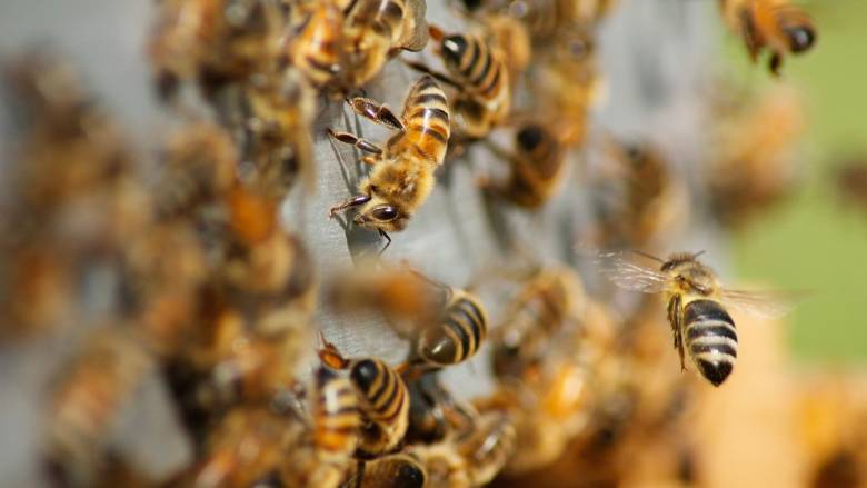 «Δραπέτευσαν» 250 εκατ. μέλισσες μετά από ανατροπή φορτηγού στην Ουάσινγκτον