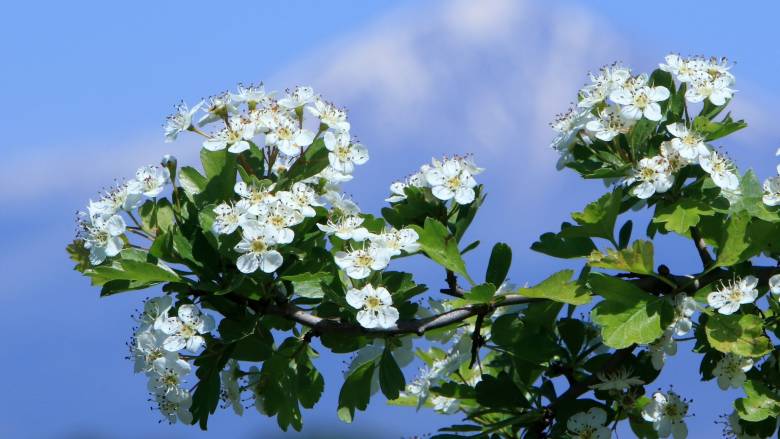 Καιρός: Καλοκαιρία με θερμοκρασία έως 33 βαθμούς - Συννεφιά στα ηπειρωτικά της χώρας