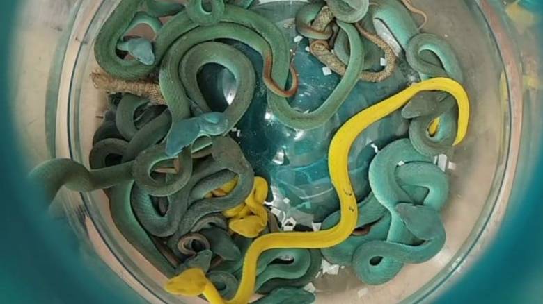 «Χειροπέδες» σε Ινδό που προσπάθησε να εισάγει στη χώρα λαθραία σπάνια δηλητηριώδη ερπετά