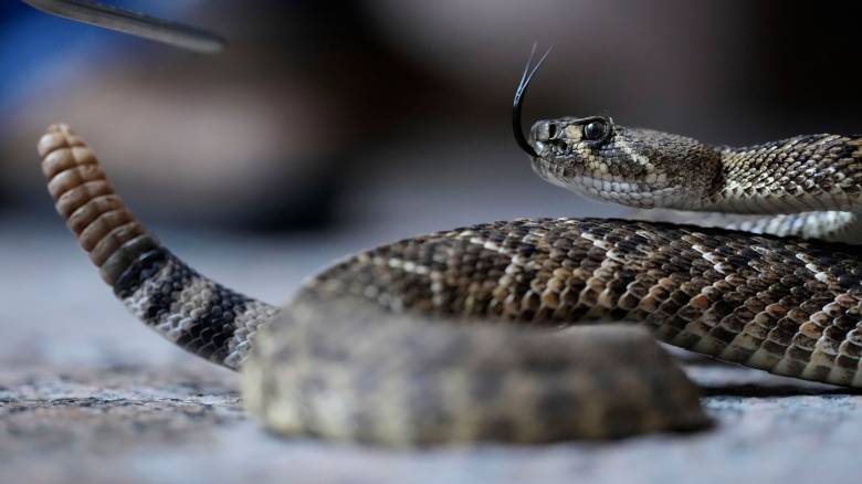 Εύβοια: Στην εντατική 40χρονος μετά από δάγκωμα οχιάς