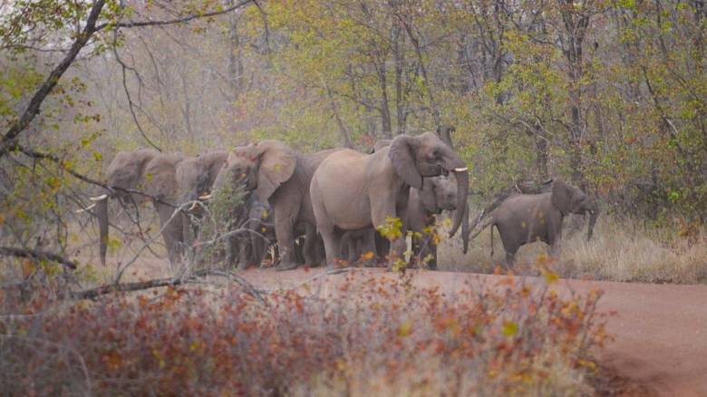 Ζιμπάμπουε: 50 «υπεράριθμοι» ελέφαντες στέλνονται σε σφαγή με άδεια των Αρχών