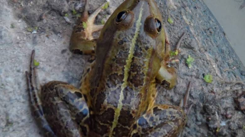 Χαλκιδική: «Έβρεξε» βατράχια στα Νέα Μουδανιά - Πώς εξηγείται το σπάνιο φαινόμενο