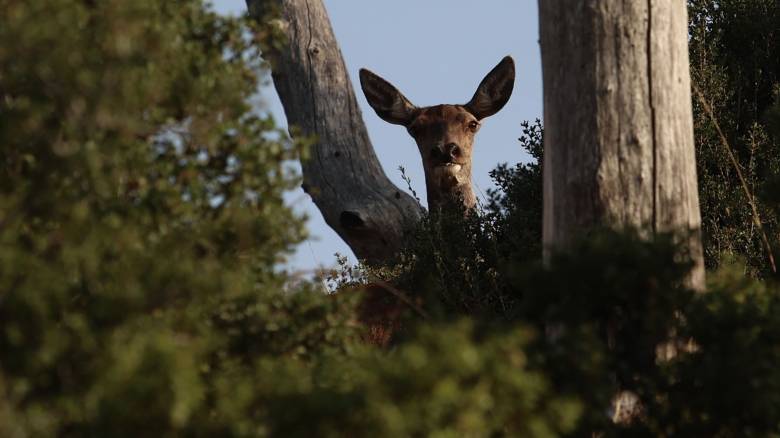 «Αν εξαφανιστεί το κόκκινο ελάφι, δεν θα φταίει η φύση»: Μάχη για τη διάσωση του άγριου ζώου
