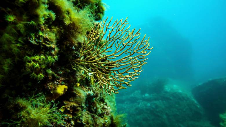 Η Ελλάδα προστατεύει τα κοράλλια της: Απαγορεύεται η αλιεία με συρόμενα εργαλεία στους Φούρνους