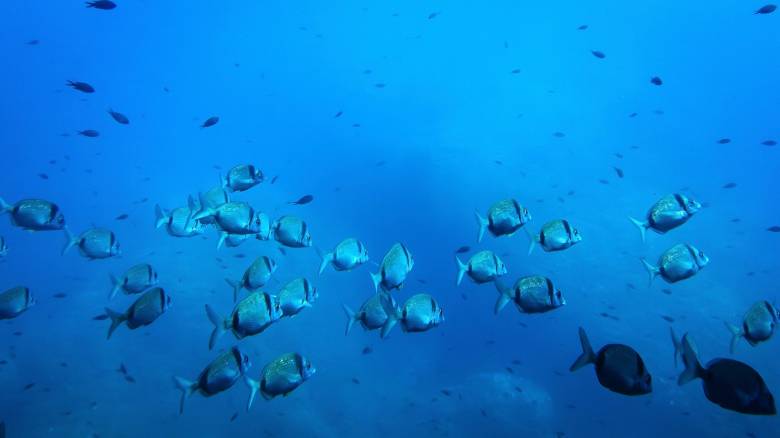 «Θαύμα: Διατηρώντας ό,τι μας στηρίζει»: Το μήνυμα για την προστασία των ωκεανών