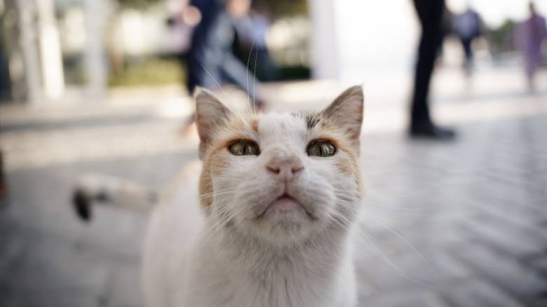 Πάνω από 323.303 τα αδέσποτα που έχουν καταγραφεί στο Εθνικό Μητρώο Ζώων Συντροφιάς