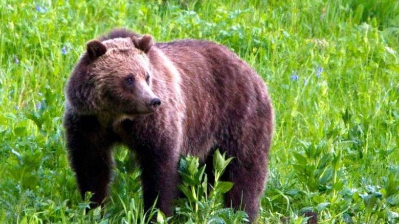 Γιατί η αρκούδα επιτέθηκε στους ορειβάτες στη Δράμα - Ο ρόλος του σπρέι πιπεριού και ο σκύλος
