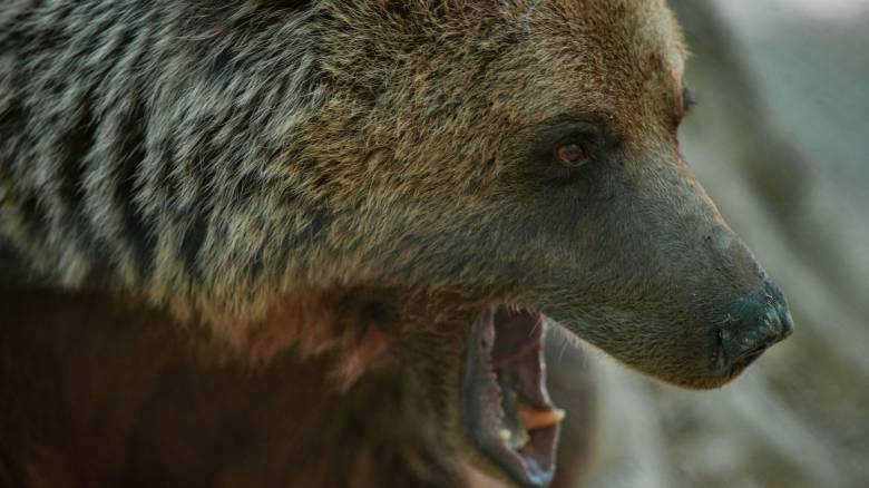 Δράμα: Βίντεο ντοκουμέντο από τη θανατηφόρα επίθεση αρκούδας στον άτυχο ορειβάτη