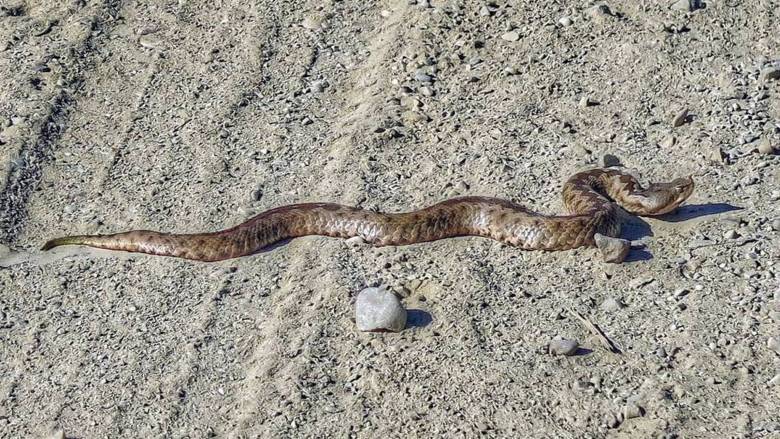 Αγρίνιο: Στο νοσοκομείο 44χρονος από δάγκωμα οχιάς - Του χορηγήθηκε ορός