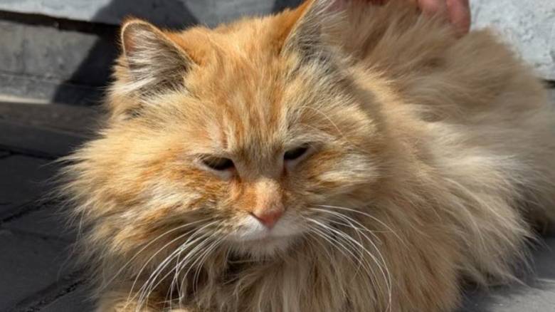 Πώς ένας γάτος έγραψε... ιστορία: Βοήθησε τον ιδιοκτήτη του να εντοπίσει νέο ιό για δεύτερη φορά