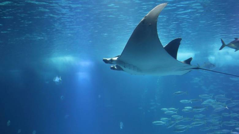 Αλεξανδρούπολη: Εντοπίστηκε σπάνιο θαλάσσιο είδος 40 κιλών που μοιάζει με σαλάχι