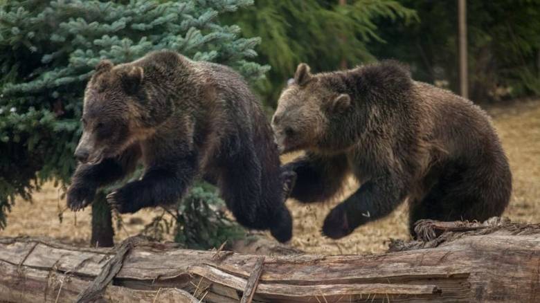 Βρετανία: Δύο αρκούδες το έσκασαν από καταφύγιο και έκαναν «επιδρομή» σε «μέλι μιας εβδομάδας»