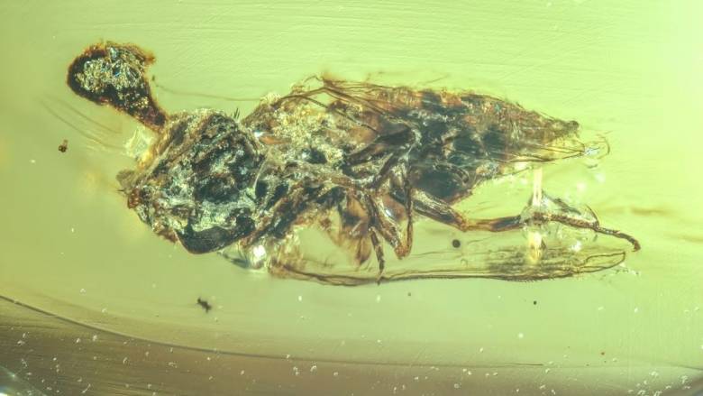 Εντυπωσιακό εύρημα: Ο μύκητας - ζόμπι του «The Last of Us» υπήρχε από την εποχή των δεινοσαύρων