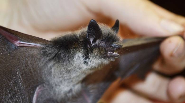Οι επιστήμονες ανακάλυψαν πώς οι νυχτερίδες καταπολεμούν τον καρκίνο
