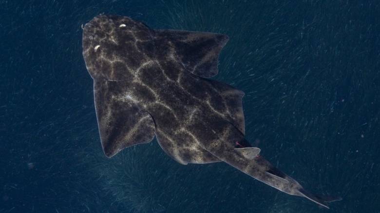 Οι αγγελοκαρχαρίες των ελληνικών θαλασσών ανάμεσα στα πιο απειλούμενα είδη