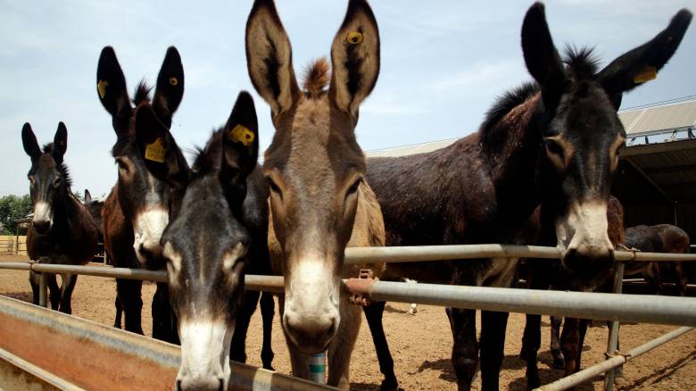 Έξι εκατομμύρια γαϊδούρια σφάζονται στην Κίνα κάθε χρόνο για το δέρμα τους